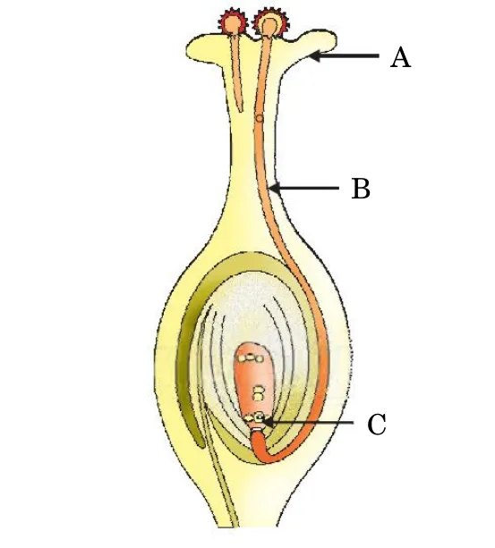 A section through a flower pistil. A points to the stigma at the top, B to the pollen tube running down through the style, and C to the egg cell inside the ovule in the ovary.