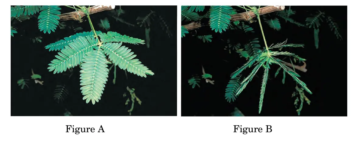 Two photographs of a sensitive plant. In figure A the leaflets are spread open. In figure B, after touch, the leaflets have folded together and the leaf droops.