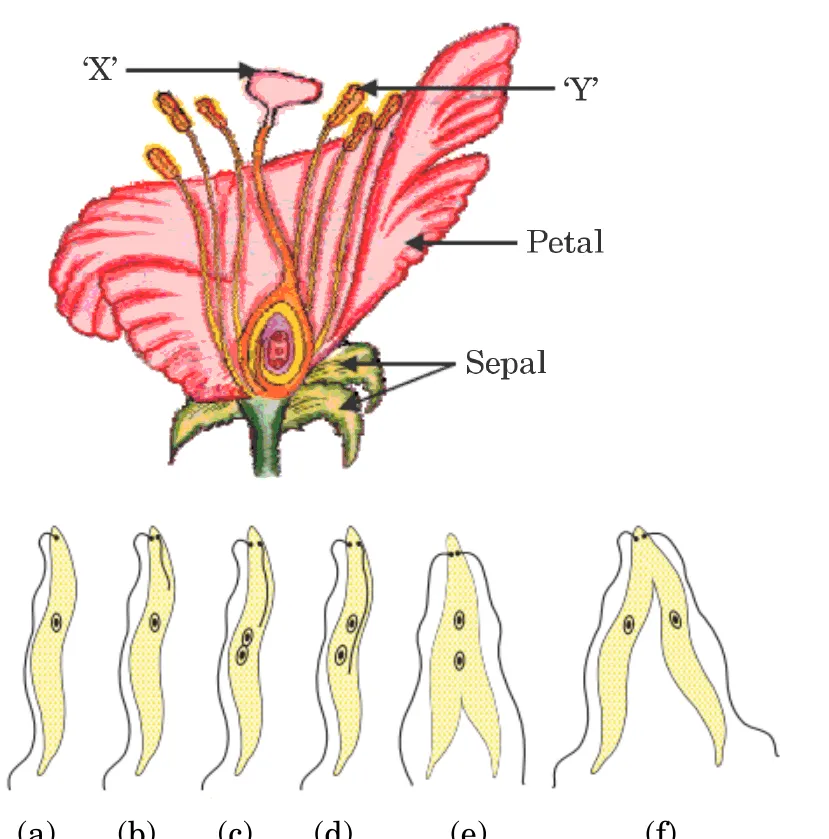 Two figures. First, a flower cut open showing its parts with labels X (the stigma at the top of the pistil), Y (an anther, on a stamen), Petal and Sepal. Second, six drawings (a) to (f) of a slender organism dividing: one cell with a nucleus lengthens, the nucleus divides in two and the body splits into two.