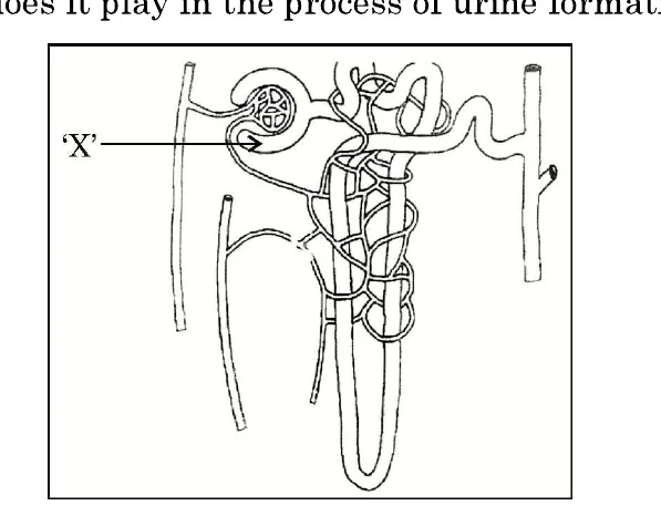 A drawing of a human nephron. X points to the cup-shaped structure that surrounds the tuft of capillaries at the top.