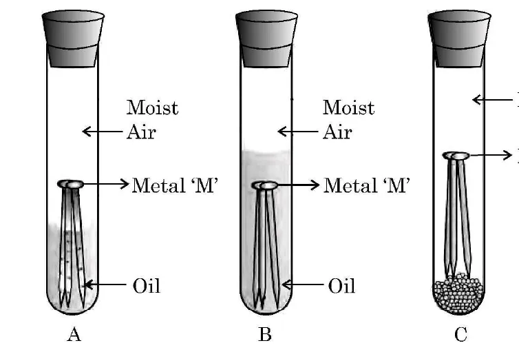 Three test tubes with a nail of metal M. Tube A contains moist air with the nail partly in oil. Tube B contains moist air above oil that covers the nail fully. Tube C contains dry air with granules that absorb moisture.