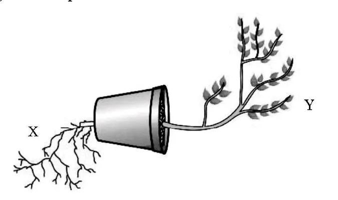 A potted plant lying on its side. The roots X grow downwards, towards the ground, and the shoot Y grows upwards, away from the ground.